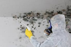  Bristol, WI Mold Prevention & Removal Pros